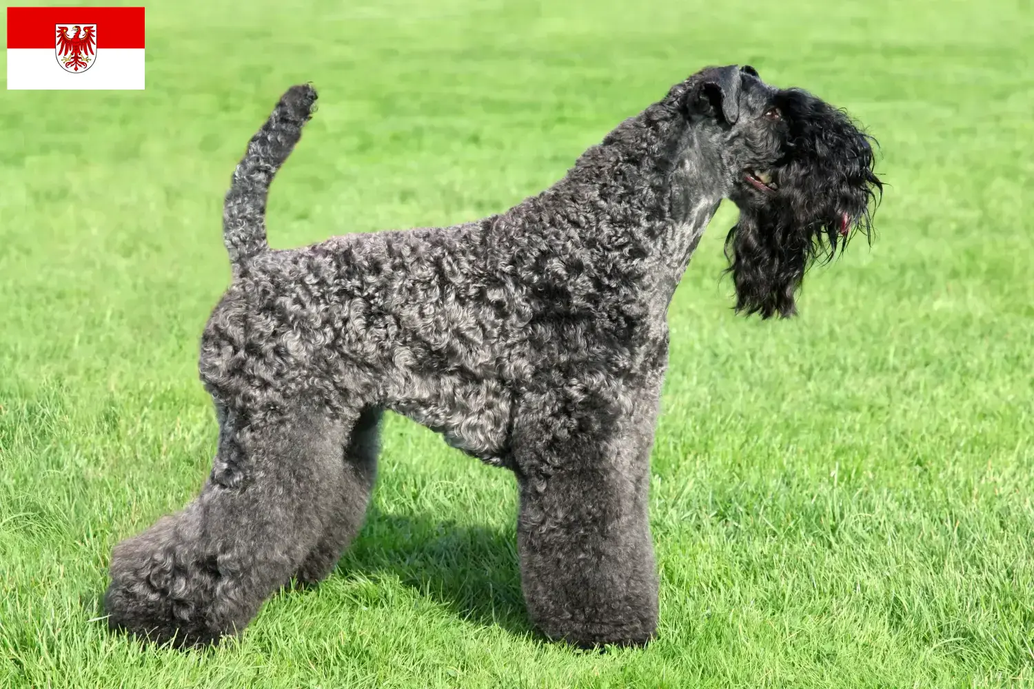 Kerry Blue Terrier puppies en fokker Brandenburg Vind hier Kerry Blue Terrier fokkers in Brandenburg.