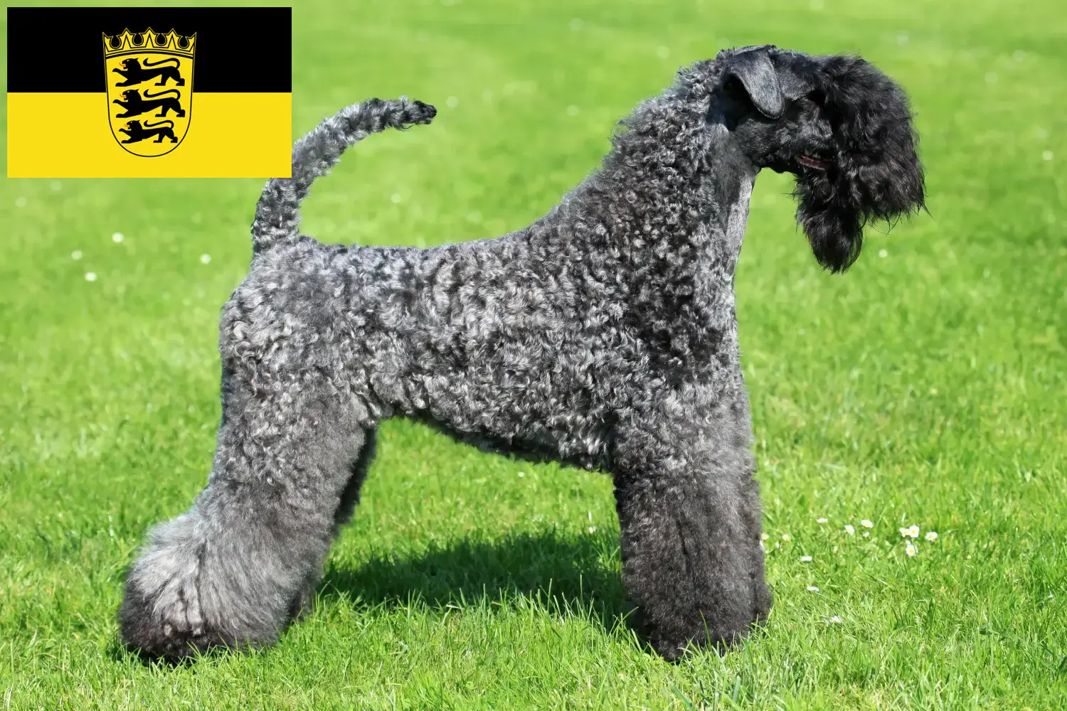 Kerry Blue Terrier puppies en fokkers Baden-Württemberg Hier vind je Kerry Blue Terrier fokkers in Baden-Württemberg.