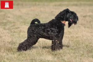 Lees meer over het artikel Kerry Blue Terrier fokker en pups in Hamburg