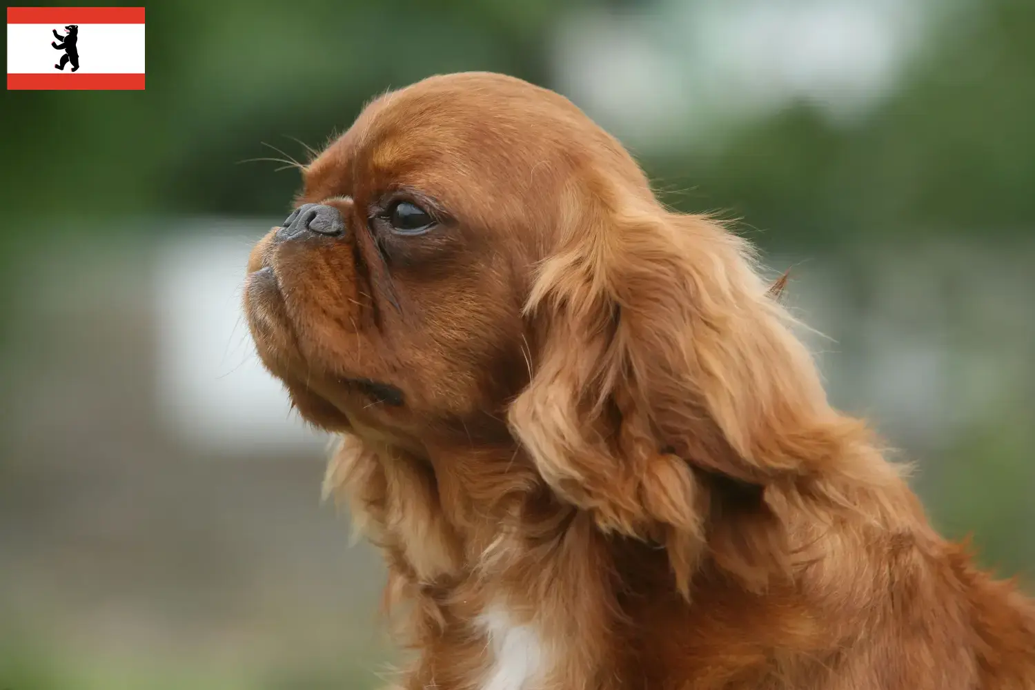 King Charles Spaniel puppy's en fokkers Berlijn Hier vind je fokkers van King Charles Spaniels in Berlijn.