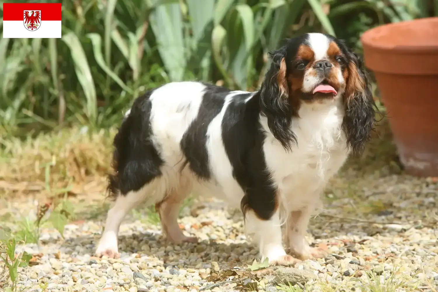 King Charles Spaniel puppies en fokkers Brandenburg Hier vind je fokkers van King Charles Spaniels in Brandenburg.