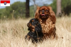 Lees meer over het artikel King Charles Spaniel fokkers en pups in Hessen