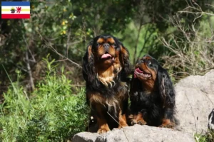 Lees meer over het artikel King Charles Spaniel fokkers en pups in Mecklenburg-Vorpommern