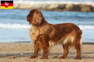 Lees meer over het artikel King Charles Spaniel fokkers en pups in Nedersaksen