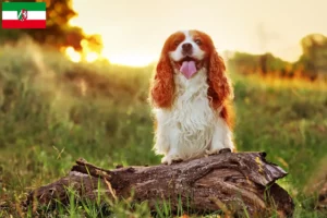 Lees meer over het artikel King Charles Spaniel fokkers en pups in Noordrijn-Westfalen