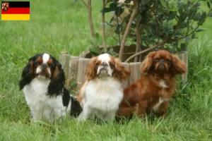 Lees meer over het artikel King Charles Spaniel fokkers en pups in Rijnland-Palts