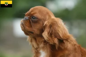 Lees meer over het artikel King Charles Spaniel fokkers en pups in Saksen-Anhalt