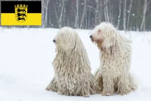 Lees meer over het artikel Komondor fokkers en pups in Baden-Württemberg