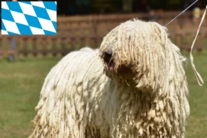 Lees meer over het artikel Komondor fokkers en pups in Beieren