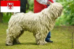 Lees meer over het artikel Komondor fokkers en pups in Brandenburg