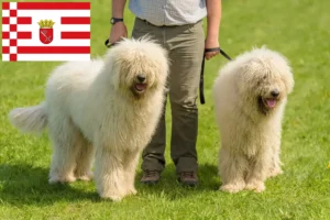 Lees meer over het artikel Komondor fokkers en pups in Bremen