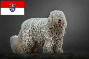 Lees meer over het artikel Komondor fokkers en pups in Hessen