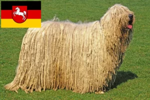 Lees meer over het artikel Komondor fokkers en pups in Nedersaksen