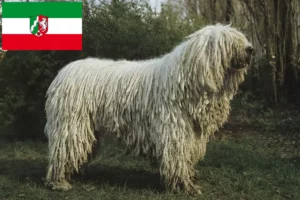 Lees meer over het artikel Komondor fokkers en pups in Noordrijn-Westfalen