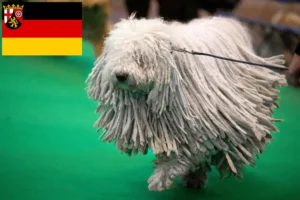 Lees meer over het artikel Komondor fokkers en pups in Rijnland-Palts