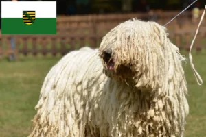 Lees meer over het artikel Komondor fokkers en pups in Saksen