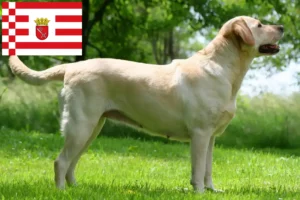 Lees meer over het artikel Labrador fokkers en pups in Bremen