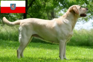 Lees meer over het artikel Labrador fokkers en pups in Thüringen
