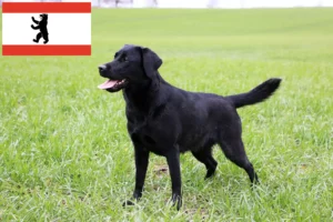 Lees meer over het artikel Labrador fokkers en puppy’s in Berlijn