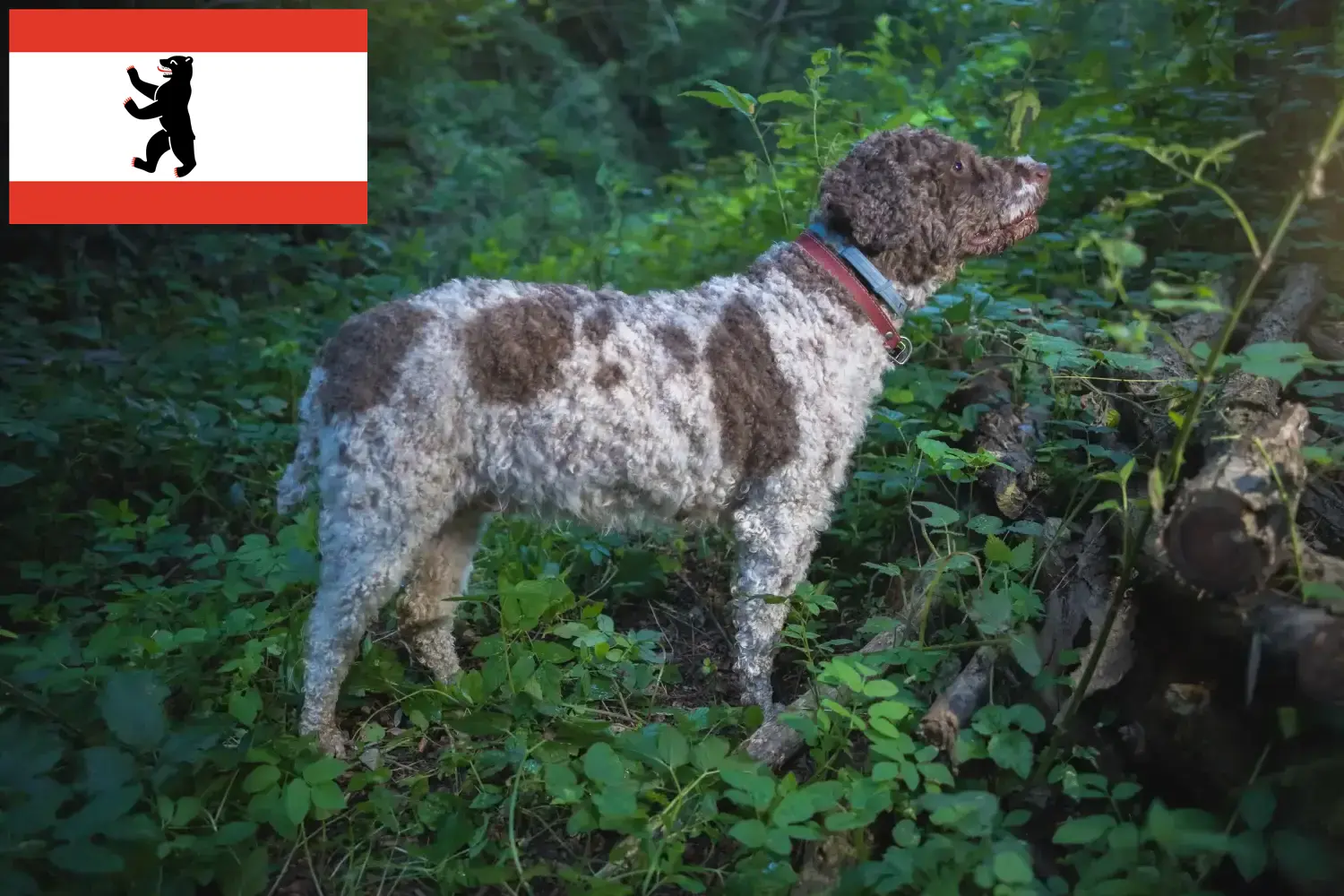 Lagotto Romagnolo pups en fokkers Berlijn Hier vind je Lagotto Romagnolo fokkers in Berlijn.