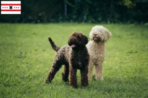Lees meer over het artikel Lagotto Romagnolo fokkers en pups in Drenthe