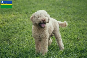 Lees meer over het artikel Lagotto Romagnolo fokkers en pups in Flevoland