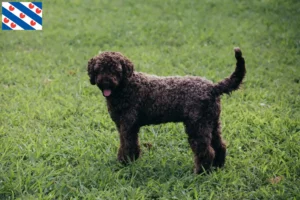 Lees meer over het artikel Lagotto Romagnolo fokkers en pups in Friesland