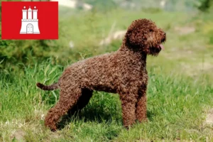 Lees meer over het artikel Lagotto Romagnolo fokkers en pups in Hamburg