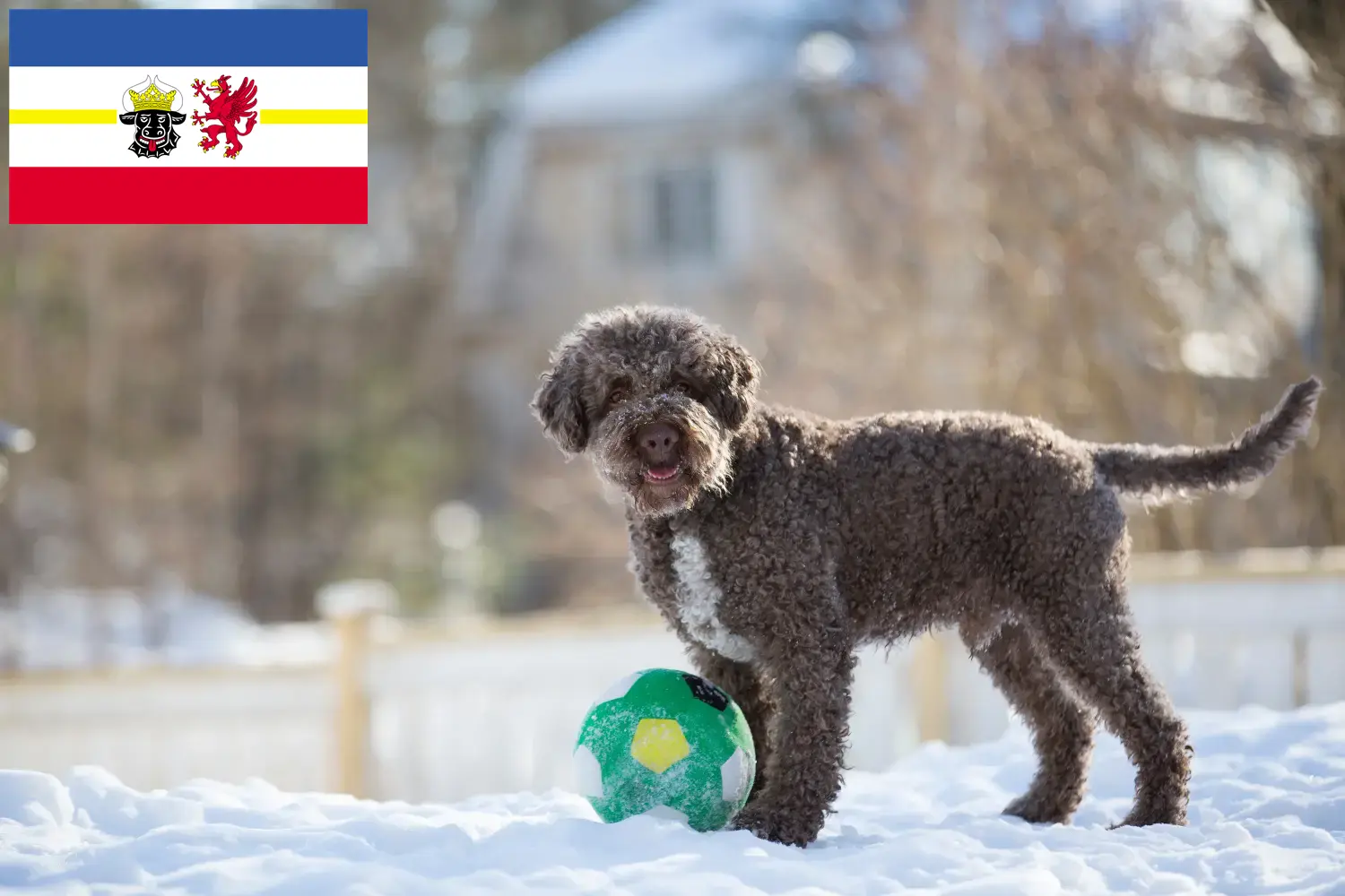 Lees meer over het artikel Lagotto Romagnolo fokkers en pups in Mecklenburg-Vorpommern