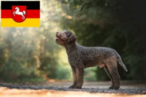 Lees meer over het artikel Lagotto Romagnolo fokkers en pups in Nedersaksen