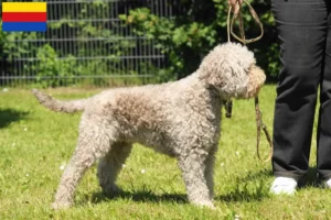 Lees meer over het artikel Lagotto Romagnolo fokkers en pups in Noord-Holland