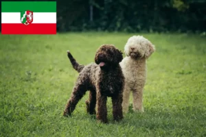 Lees meer over het artikel Lagotto Romagnolo fokkers en pups in Noordrijn-Westfalen