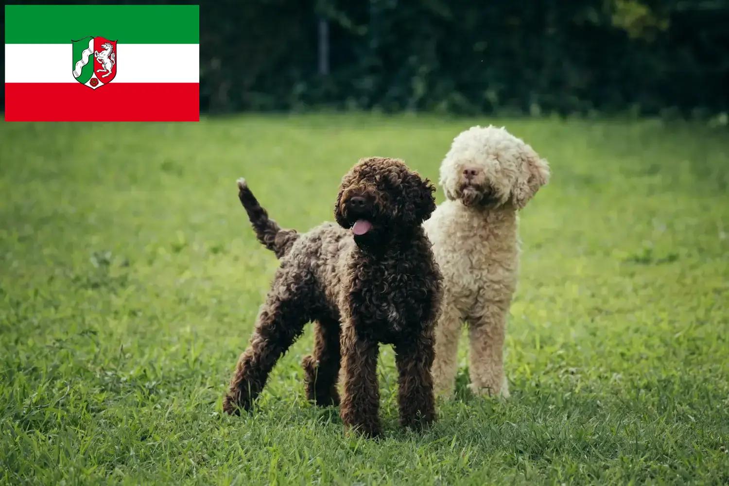 Lagotto Romagnolo pups en fokkers Noordrijn-Westfalen Hier vind je Lagotto Romagnolo fokkers in Noordrijn-Westfalen.