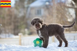 Lees meer over het artikel Lagotto Romagnolo fokkers en pups in Overijssel