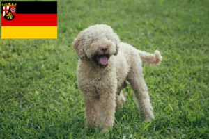 Lees meer over het artikel Lagotto Romagnolo fokkers en pups in Rijnland-Palts