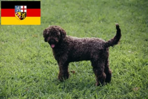 Lees meer over het artikel Lagotto Romagnolo fokkers en pups in Saarland