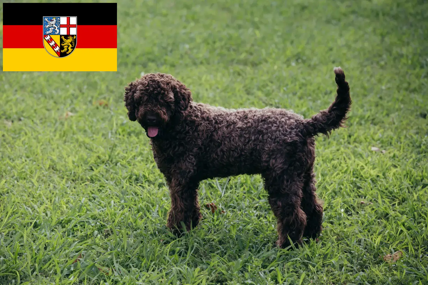 Lagotto Romagnolo pups en fokkers Saarland Hier vind je Lagotto Romagnolos fokkers im Saarland.