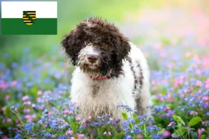 Lees meer over het artikel Lagotto Romagnolo fokkers en pups in Saksen