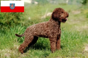 Lees meer over het artikel Lagotto Romagnolo fokkers en pups in Thüringen