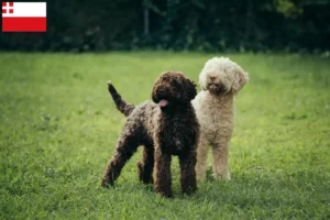 Lees meer over het artikel Lagotto Romagnolo fokkers en pups in Utrecht
