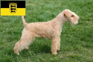 Lees meer over het artikel Lakeland Terrier fokkers en pups in Baden-Württemberg