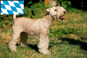Lees meer over het artikel Lakeland Terrier fokkers en puppies in Beieren