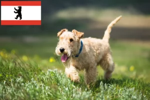Lees meer over het artikel Lakeland Terrier fokkers en pups in Berlijn