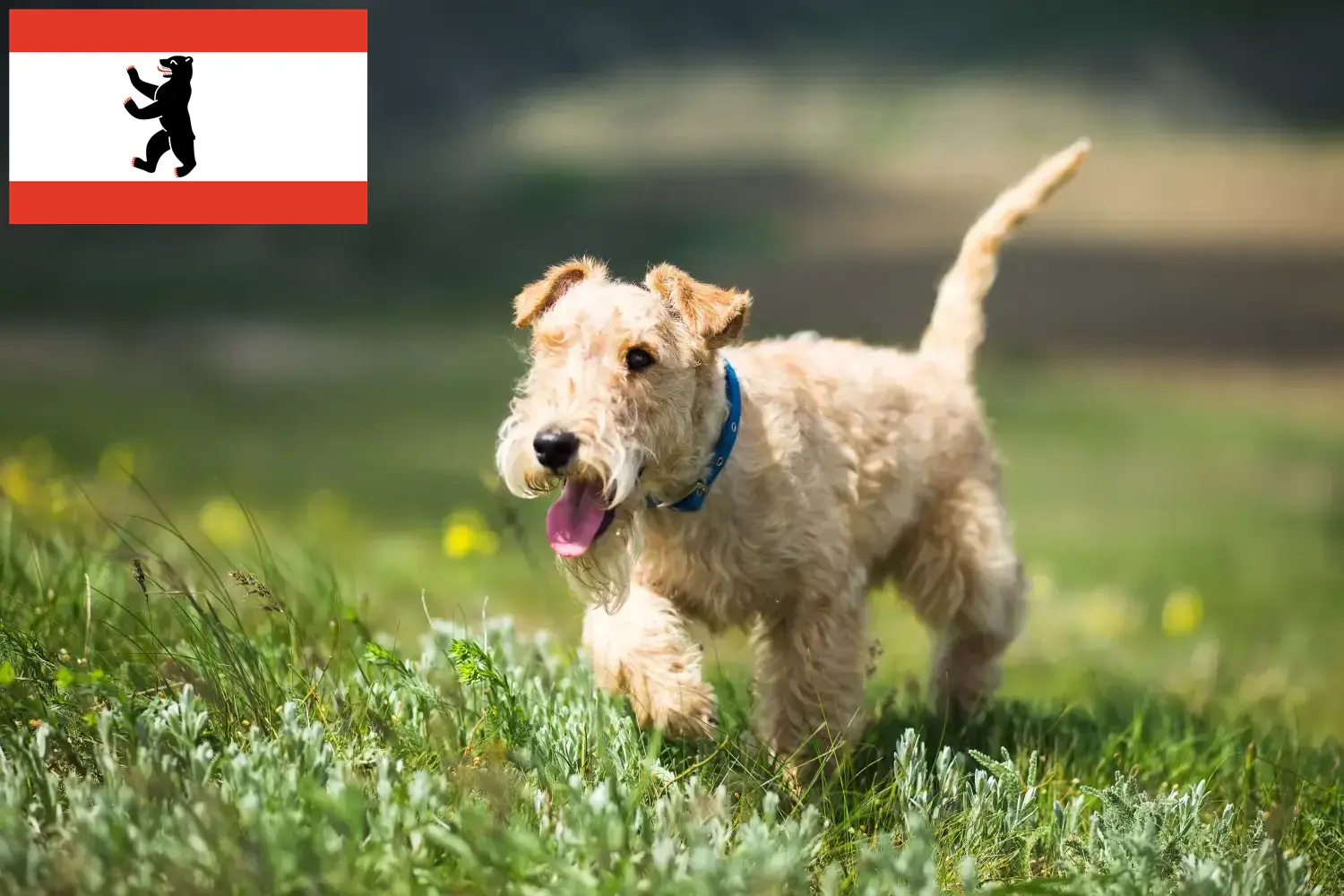 Lees meer over het artikel Lakeland Terrier fokkers en pups in Berlijn