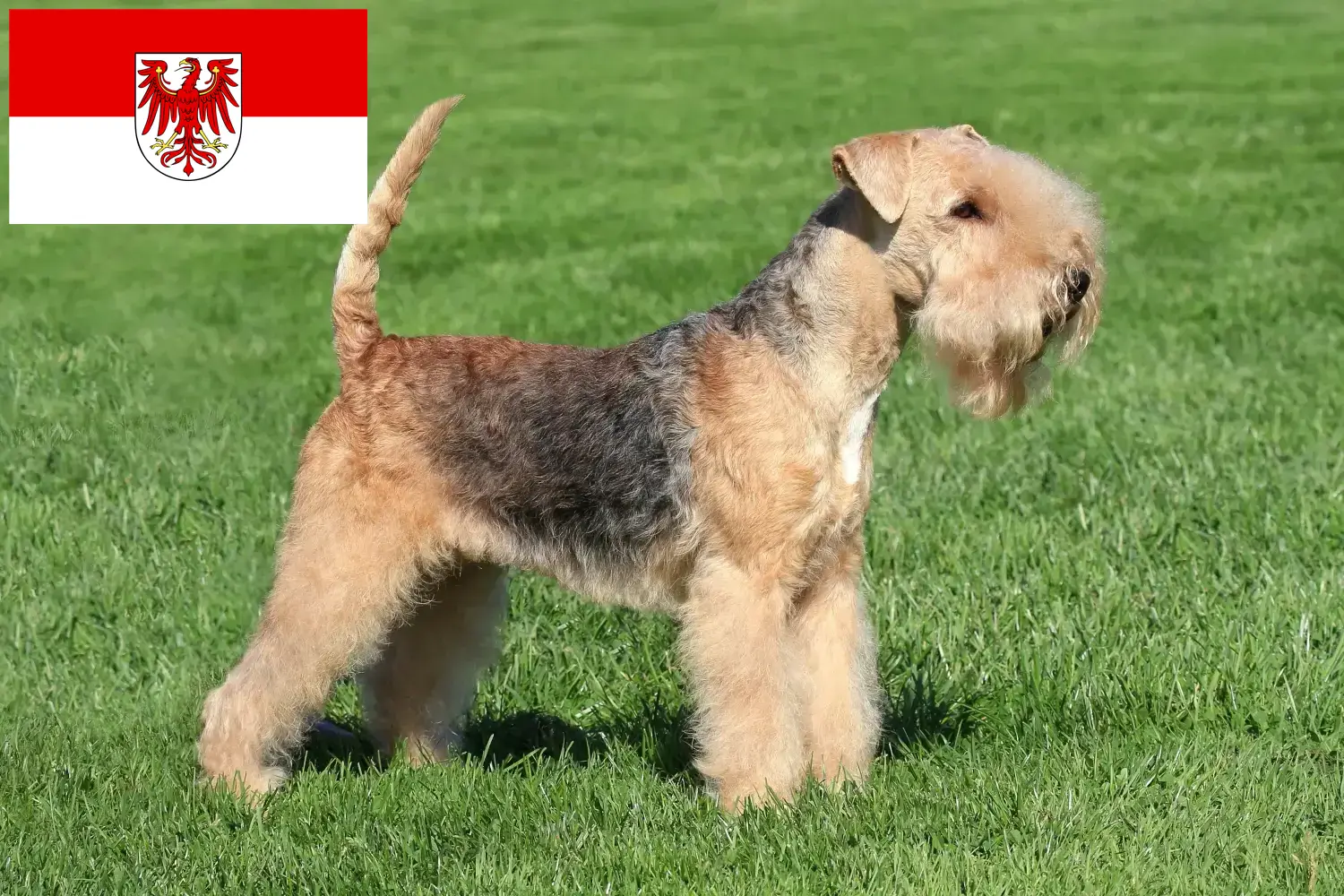 Lees meer over het artikel Lakeland Terrier fokkers en pups in Brandenburg