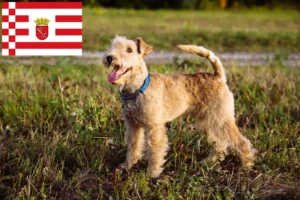 Lees meer over het artikel Lakeland Terrier fokkers en pups in Bremen