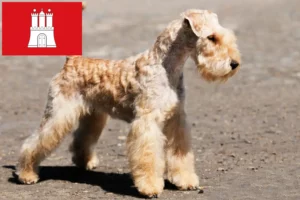 Lees meer over het artikel Lakeland Terrier fokkers en pups in Hamburg