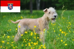 Lees meer over het artikel Lakeland Terrier fokkers en pups in Hessen