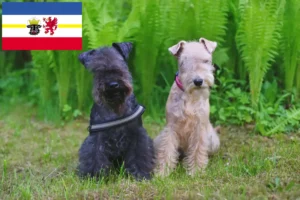 Lees meer over het artikel Lakeland Terrier fokkers en pups in Mecklenburg-Vorpommern