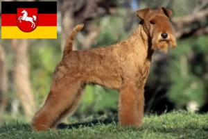 Lees meer over het artikel Lakeland Terrier fokkers en pups in Nedersaksen
